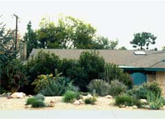 NATIVE PLANTS